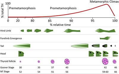 Contaminant and Environmental Influences on Thyroid <mark class="highlighted">Hormone Action</mark> in Amphibian Metamorphosis